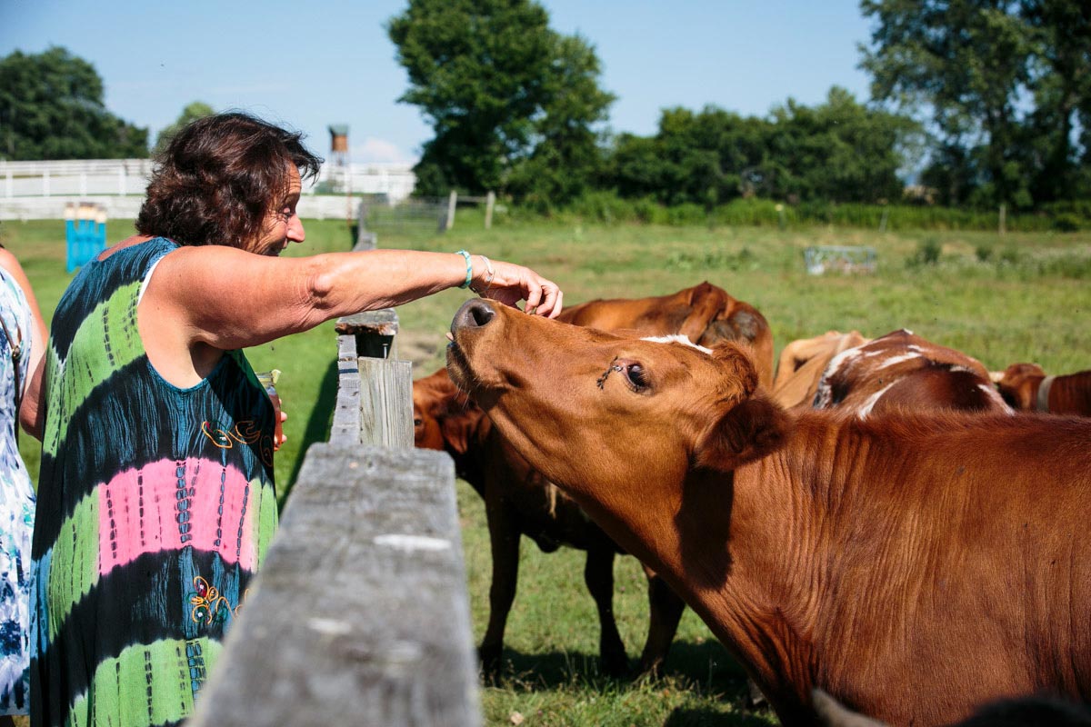 cows at Hancock Shaker Village