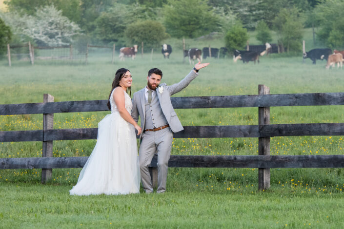 bride and groom with cows at Hancock Shaker Village